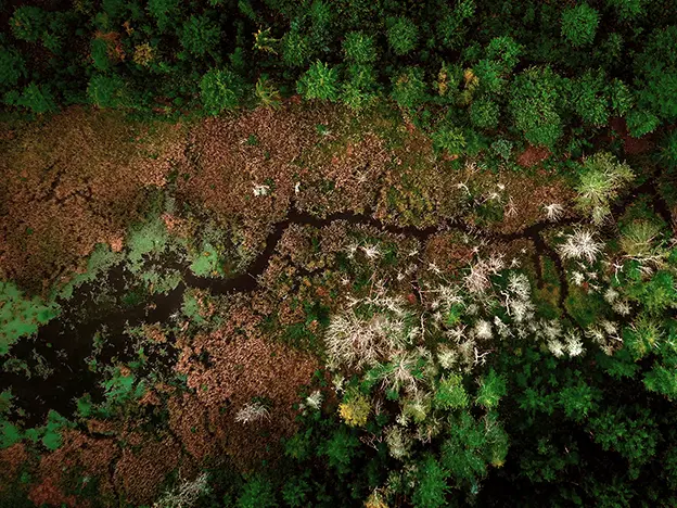Woodlot Mapping GIS and Drone Flights