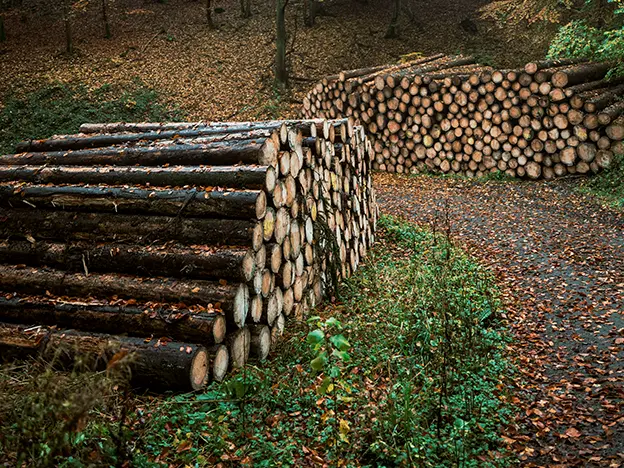 Forest Products and Marketing