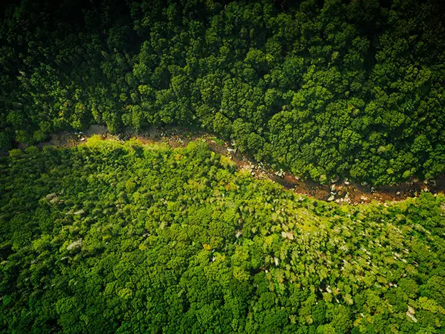 Woodlot Management