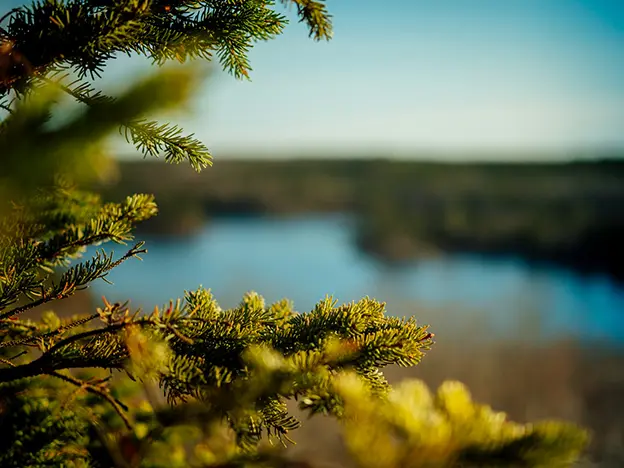 Silviculture